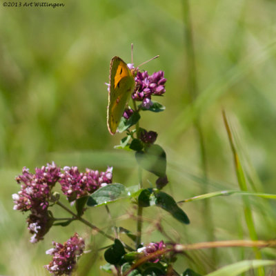 Colias hyale / Gele Luzernevlinder / pale clouded yellow