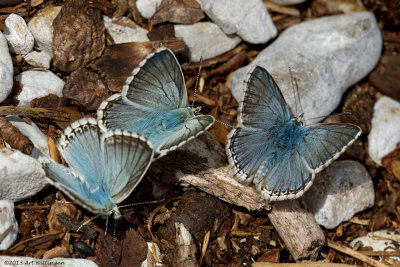 Polyommatus coridon / Bleek Blauwtje / Chalkhill Blue