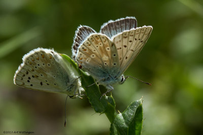 Polyommatus coridon / Bleek Blauwtje / Chalkhill Blue