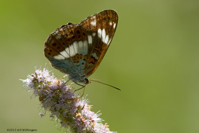 Limentis Camilla / Kleine IJsvogelvlinder / White admiral