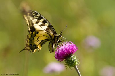 Koninginnepage / Old World Swallowtail / Papilio machaon