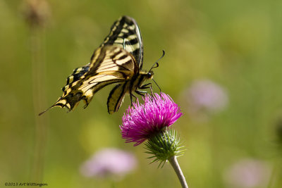 Koninginnepage / Old World Swallowtail / Papilio machaon