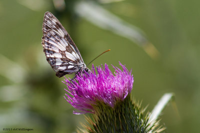 Melanargia galathea / Dambordje / Marbled White