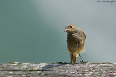 Phoenicurus ochruros / Zwarte Roodstaart / Black Redstart