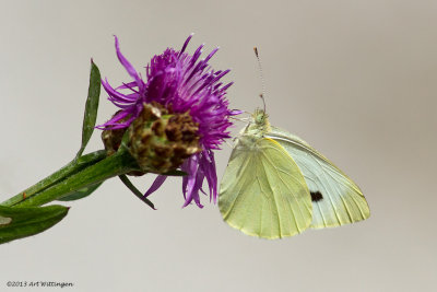 Pieris Rapae / Klein Koolwitje / Small White