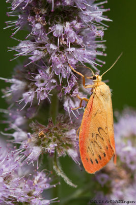 Miltochrista miniata / Rozenblaadje / Rosy Footman