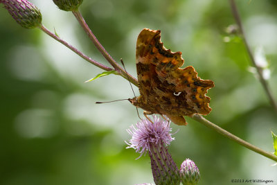 Polygonia c-album / Gehakkelde Aurelia / Comma Butterfly