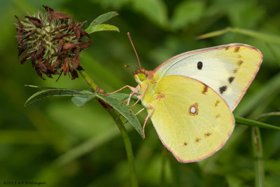 Colias hyale / Gele Luzernevlinder / Pale Clouded Yellow