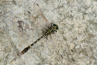 Onychogomphus forcipatus / Kleine Tanglibel / Small Pincertail