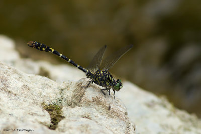 Onychogomphus forcipatus /  Kleine Tanglibel / Small Pincertail