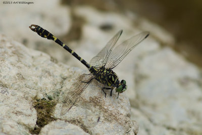 Onychogomphus forcipatus /  Kleine Tanglibel / Small Pincertail