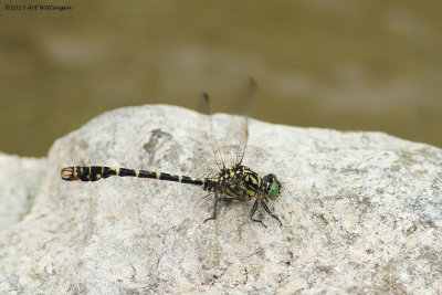 Onychogomphus forcipatus /  Kleine Tanglibel / Small Pincertail