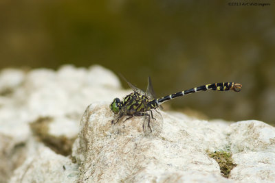 Kleine Tanglibel / Small Pincertail
