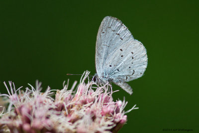 Celastrina argiolus / Boomblauwtje / Holly Blue