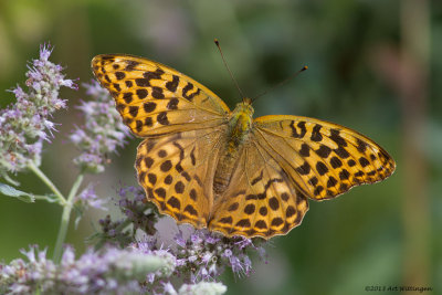 Argynnis paphia / Keizersmantel / Silver-washed Fritillary