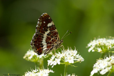 Araschnia levana / Landkaartje / Map Butterfly