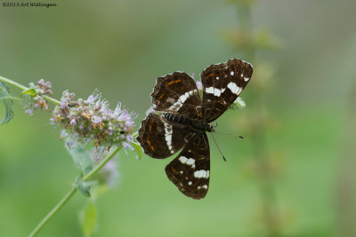 Araschnia levana / Landkaartje / Map Butterfly