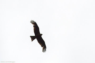 Milvus migrans / Zwarte Wouw / Black Kite
