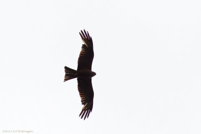 Milvus migrans / Zwarte Wouw / Black Kite
