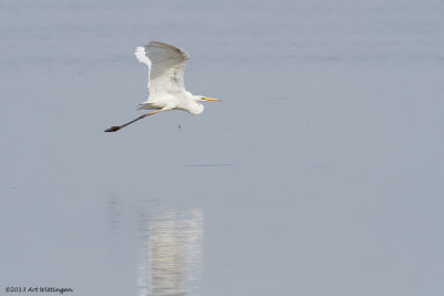 Egretta Alba / Grote Zilverreiger / Great White Heron