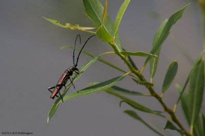 Aromia moschata / Muskusboktor / Musk beetle