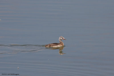 Podiceps Cristatus / Fuut / Great Crested 