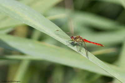 Sympetrum depressiusculum / Kempense Heidelibel