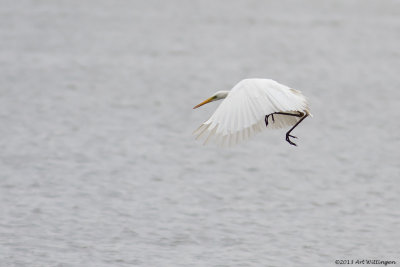 Egretta Alba / Grote Zilverreiger / Great White Heron