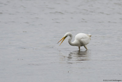 Egretta Alba / Grote Zilverreiger / Great White Heron