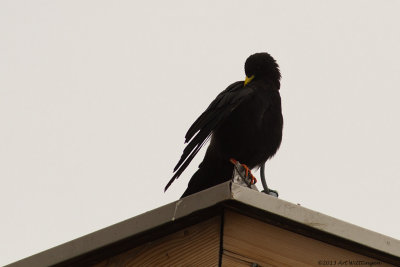 Pyrrhocorax pyrrhocorax / Alpenkauw / Chough