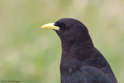 Pyrrhocorax pyrrhocorax / Alpenkauw / Chough