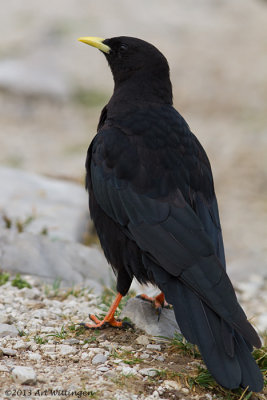 Pyrrhocorax pyrrhocorax / Alpenkauw / Chough