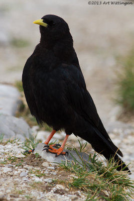 Pyrrhocorax pyrrhocorax / Alpenkauw / Chough