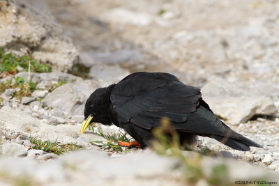 Pyrrhocorax pyrrhocorax / Alpenkauw / Chough