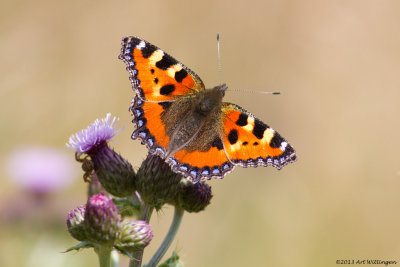 Aglais urticae / Kleine Vos / Small Tortoiseshell 