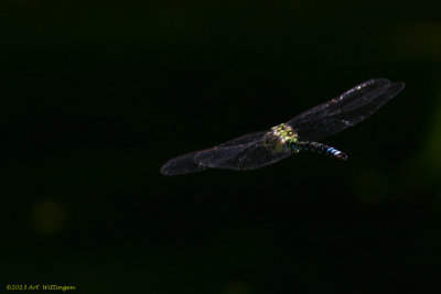 Aeshna cyanea / Blauwe glazenmaker / Southern Hawker