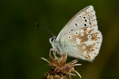 Polyommatus coridon / Bleek Blauwtje / Chalkhill Blue