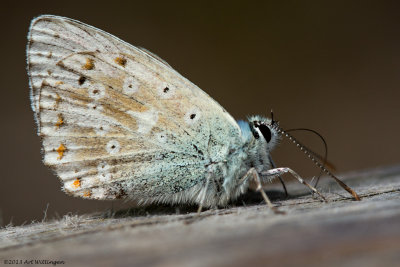 Polyommatus coridon / Bleek Blauwtje / Chalkhill Blue