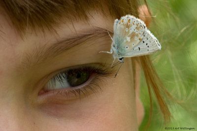 Polyommatus coridon / Bleek Blauwtje / Chalkhill Blue