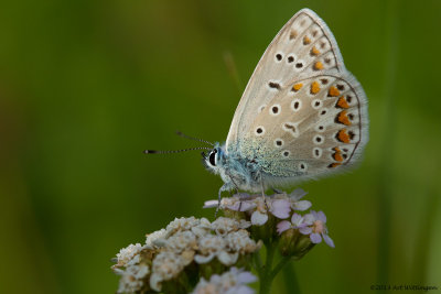 Icarusblauwtje / Common Blue / Polyommatus icarus