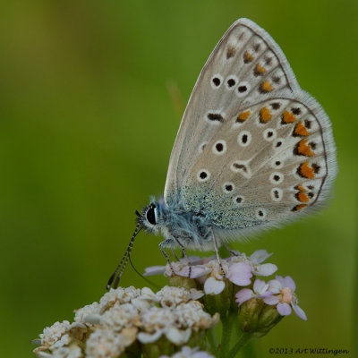Icarusblauwtje / Common Blue / Polyommatus icarus