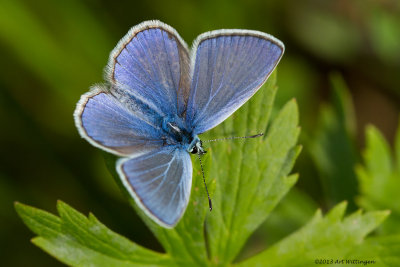 Icarusblauwtje / Common Blue