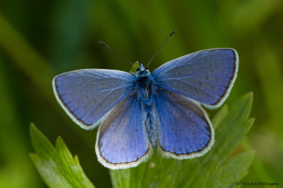Icarusblauwtje / Common Blue / Polyommatus icarus