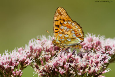 Argynnis adippe / Bosrandparelmoervlinder / High Brown Fritillary