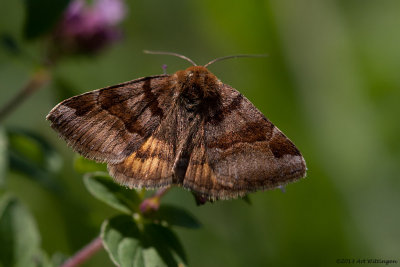 Euclidia glyphica / Bruine Daguil / Burnet Companion Moth