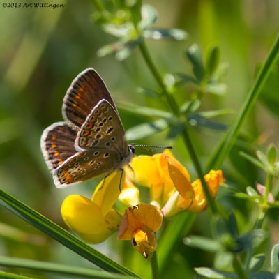 Icarusblauwtje / Common Blue / Polyommatus icarus