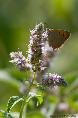 Kleine Vuurvlinder / Common Copper / Lycaena phlaeas