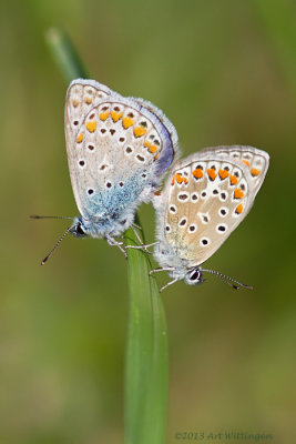 Icarusblauwtje / Common Blue / Polyommatus icarus