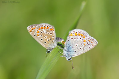 Icarusblauwtje / Common Blue / Polyommatus icarus