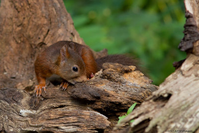 Sciurus Vulgaris / Eekhoorn / Red Squirrel